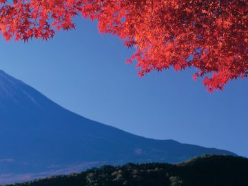 Japanese Maple and Mt Fuji