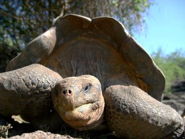 6 Perfectly Adapted Galapagos Animals