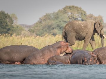 Zambezi Canoe Safari