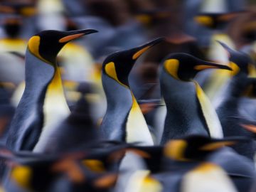 Penguins, Antarctica