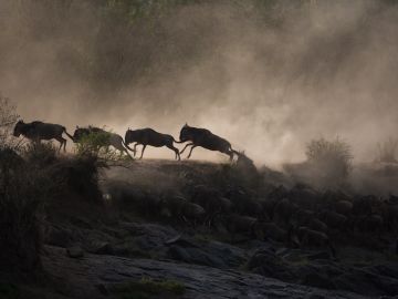 Wildlife Holidays in Africa