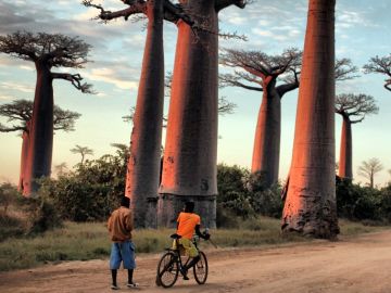 Madagascar Baobab Alley