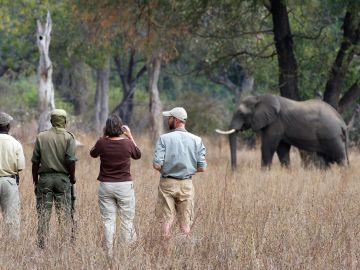 Elephant watching