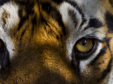 Tiger in Bandhavgarh