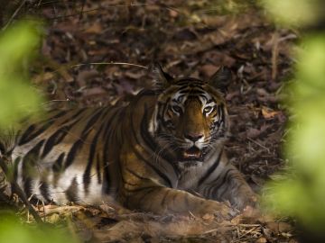 Tiger in Bandhavgarh