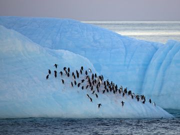 Antarctic Express: Fly the Drake