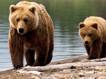 Brown bear sow and cub, Alaska