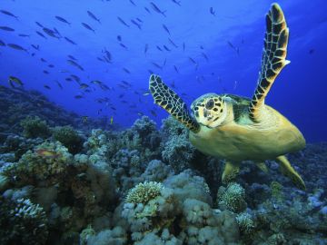 Turtle swimming underwater