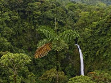 View over the jungle