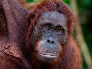 Orang-utans in Sepilok Orangutan Sanctuary, Borneo, Malaysia