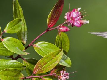 humming bird next to flower