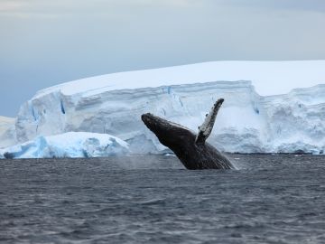 humpback whale breaching