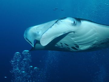 Manta-ray is floating in bubbles at the cleaning station, S. Ari Atoll, Maldives