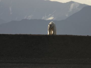 Polar bear, Spitsbergen (Svalbard), Norway