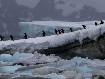 South Georgia and Antarctic Peninsula: Penguin Safari