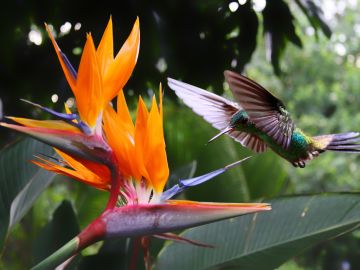 Flying Hummingbird at a Strelitzia flower