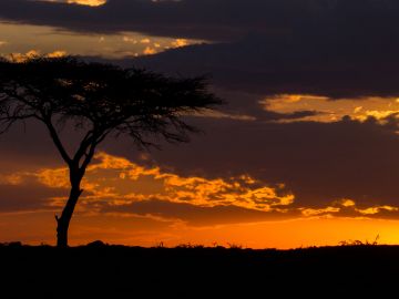 Wildbeest sunset, Masai Mara