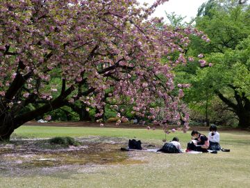 Sakura Cherry Blossom