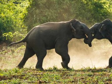 The dust flies as two male elephants do battle in Sri Lankas Yala National Park