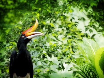 Borneo exotic Great Hornbill in tropical rainforest, Malaysia