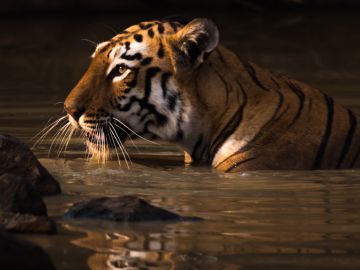 Bengal tiger with catchlight in water hole - Nick Dale