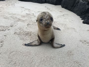 baby sea lion