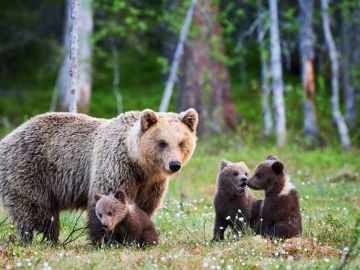 Bear Watching