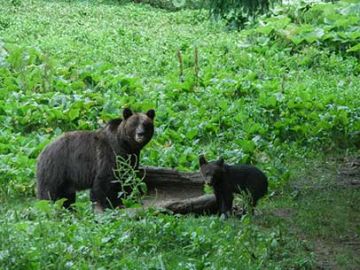 Wilderness Hiking & Bear Watching in Romania