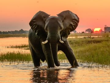 Elephant in front of Botswana sunrise