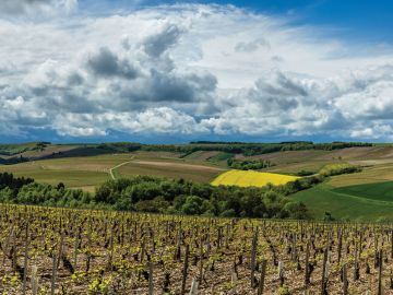 burgundy-vineyards-chablis