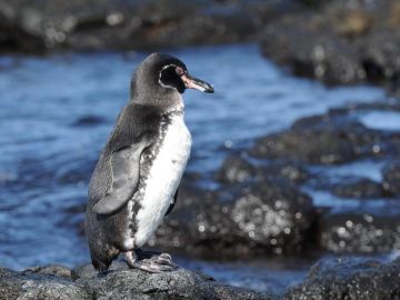 galapagos penguin