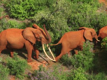 Tsavo Elephant