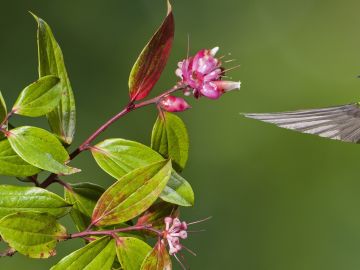 Hummingbird