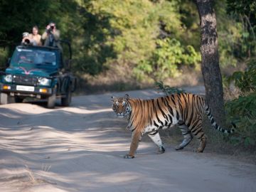 bengal tiger