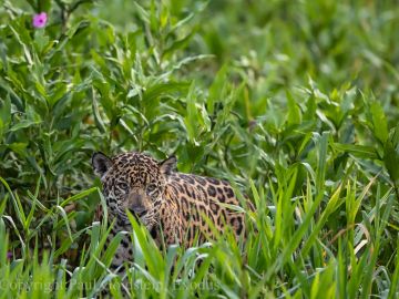 Jaguar in the Pantanal, Brazil (Image by Paul Goldstein)