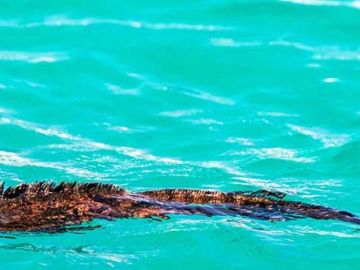 galapagos wildlife