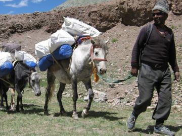 Pony man, Ladakh, India