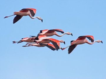 Chilean Flamingo