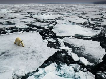 Polar bears on ice