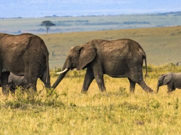 Herd of elephants in Africa