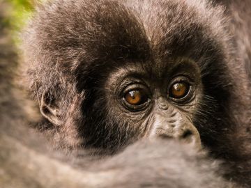 Gorillas, Rwanda