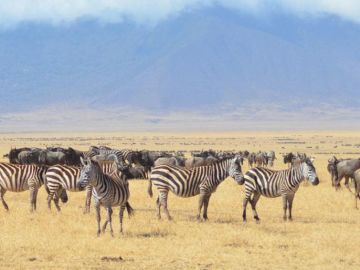 Serengeti Safari Tour