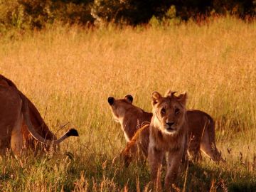 lions in the masai mara