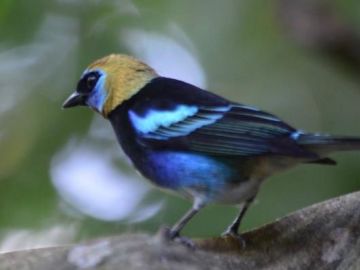 Tanager