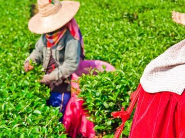 Tea from Around the World