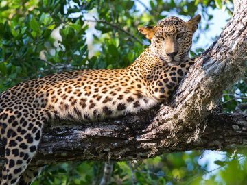 Yala National Park