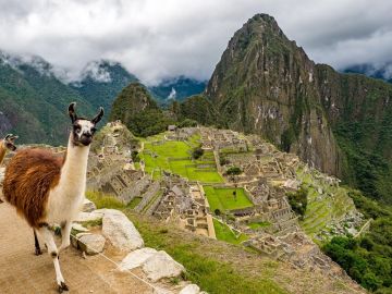 Llamas on the Inca Trail