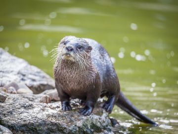 Otter playing in the water