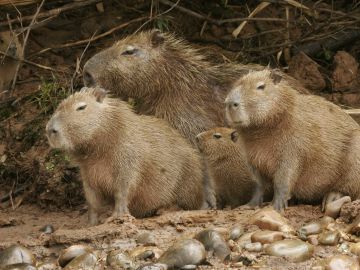 Capybara