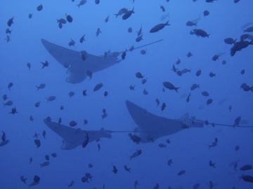 Underwater rays